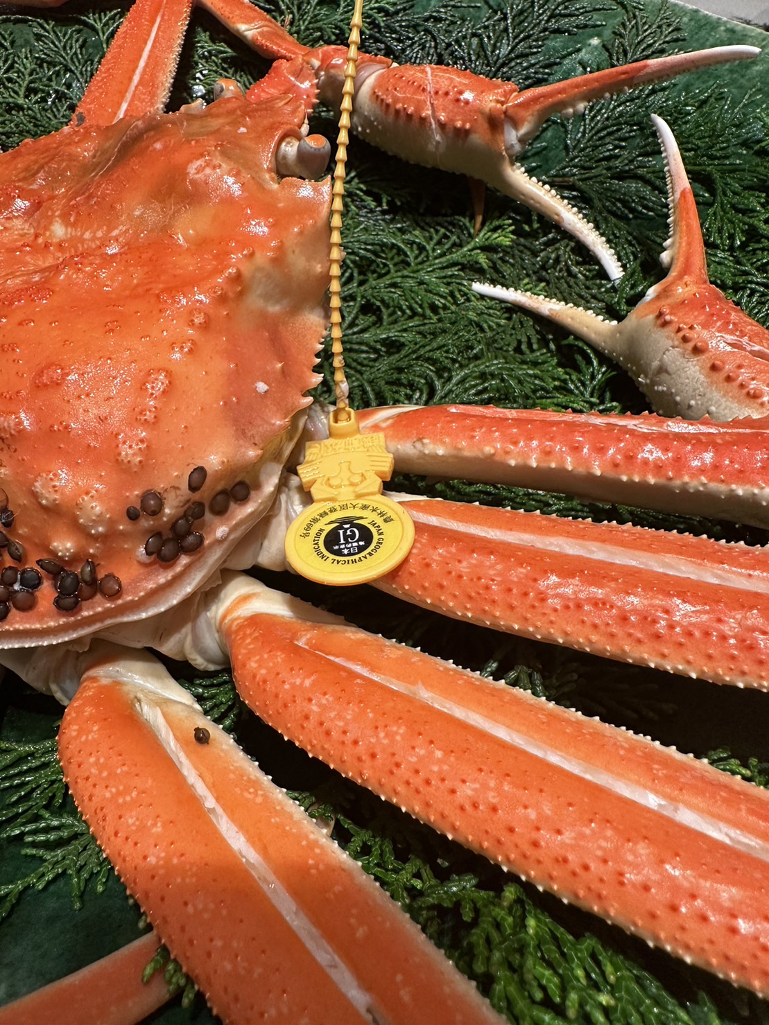 蟹解禁、望洋楼から福井の旅