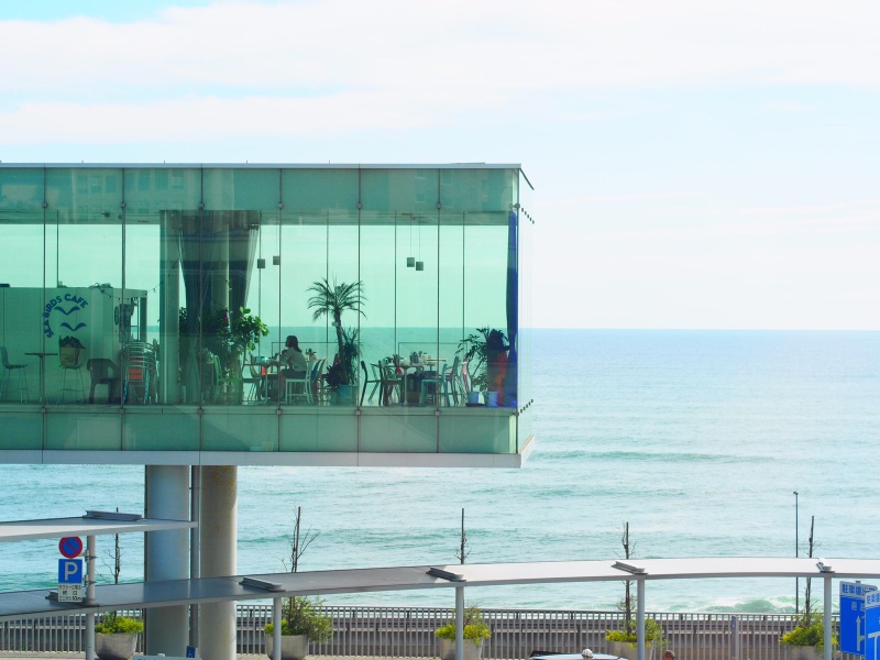 🌾秋の癒しスポットへ！〜ひたち海浜公園のコキア〜