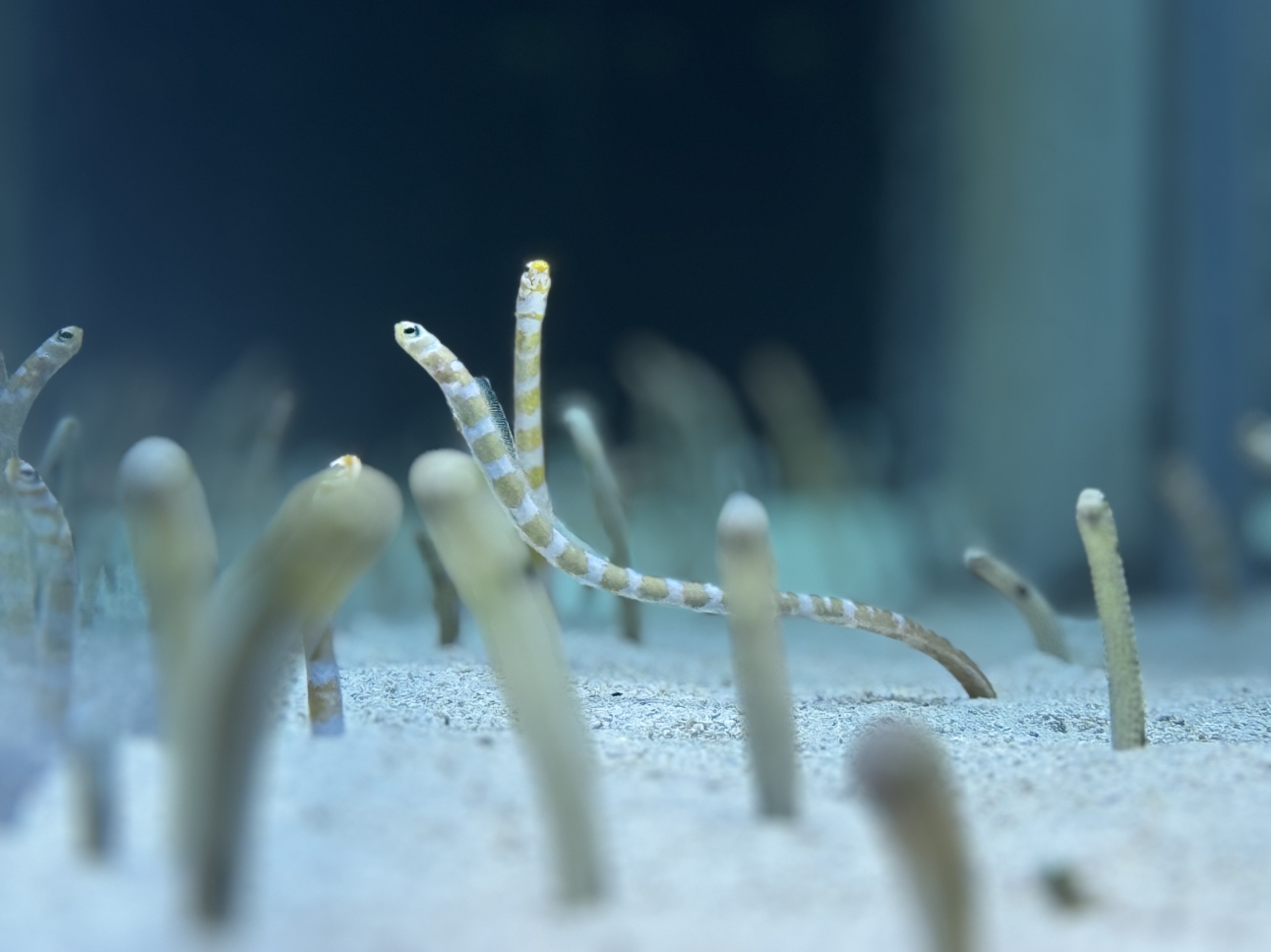 子育て世帯必見!すみだ水族館「年パス」のススメ。チンアナゴに癒され、親も楽する週末術。