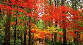 風情を感じる文化の日