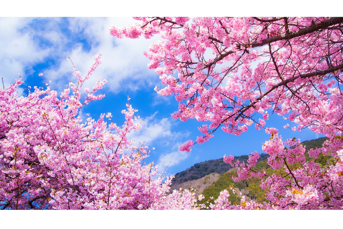 静岡育ち、ピンクのあの子🌸